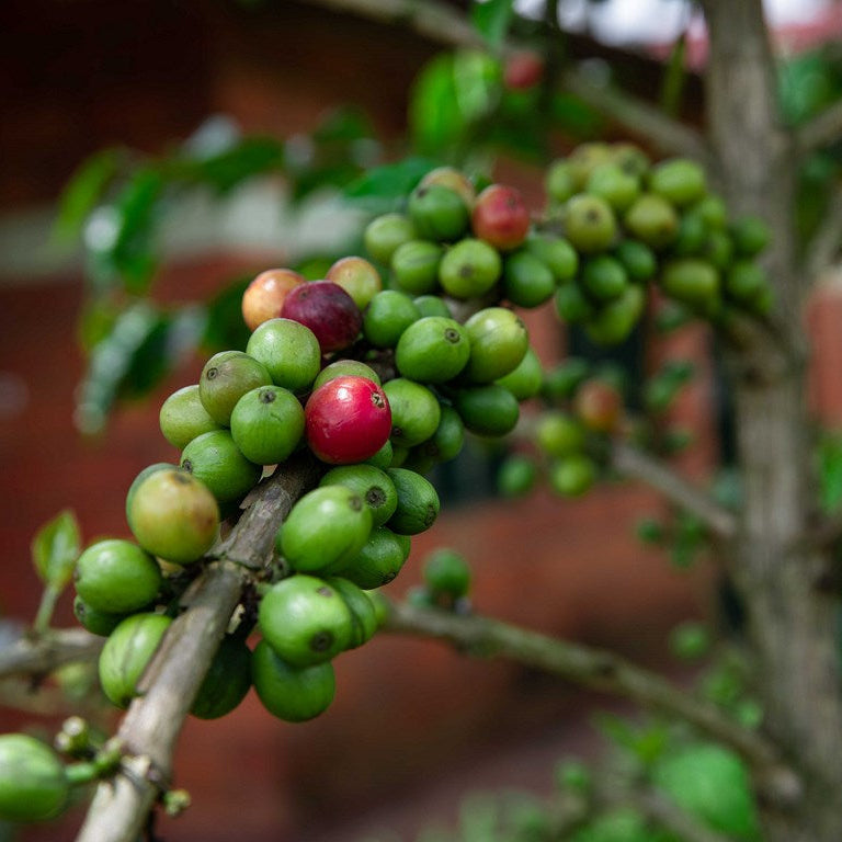 49th Parallel WB Single Origin Espresso North Star 10.6oz (300g)